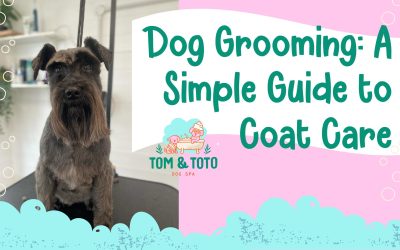 Dog Grooming: A Simple Guide to Coat Care