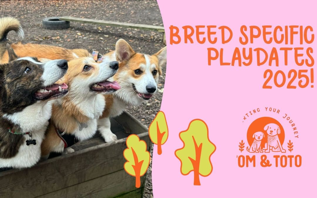 Breed Specific Parties 2025: Tail-Wagging Socials at Tom & Toto!