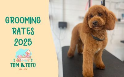 Celebrating One Year of Tom and Toto Dog Spa – Plus Membership Savings!