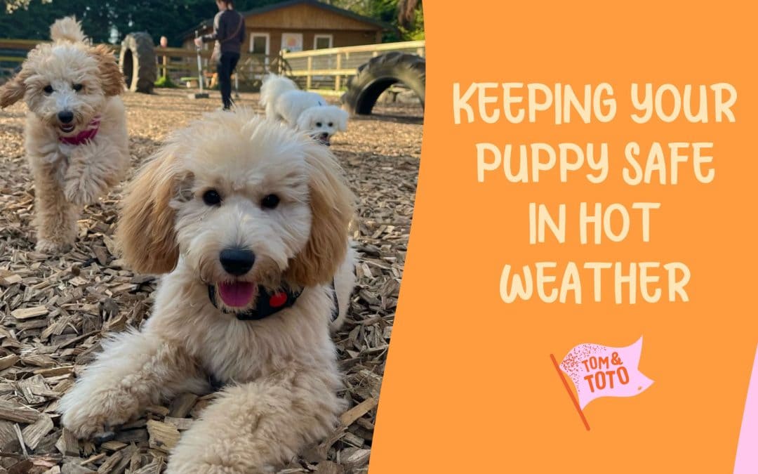 Keeping Your Puppy Cool In Hot Weather