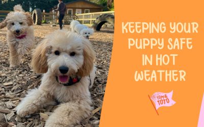 Keeping Your Puppy Cool In Hot Weather