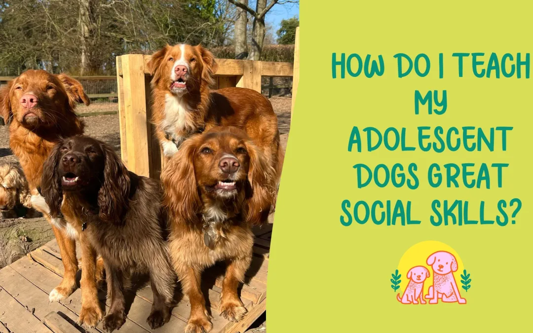 How Do I Teach My Teenage Dog Great Social Skills?