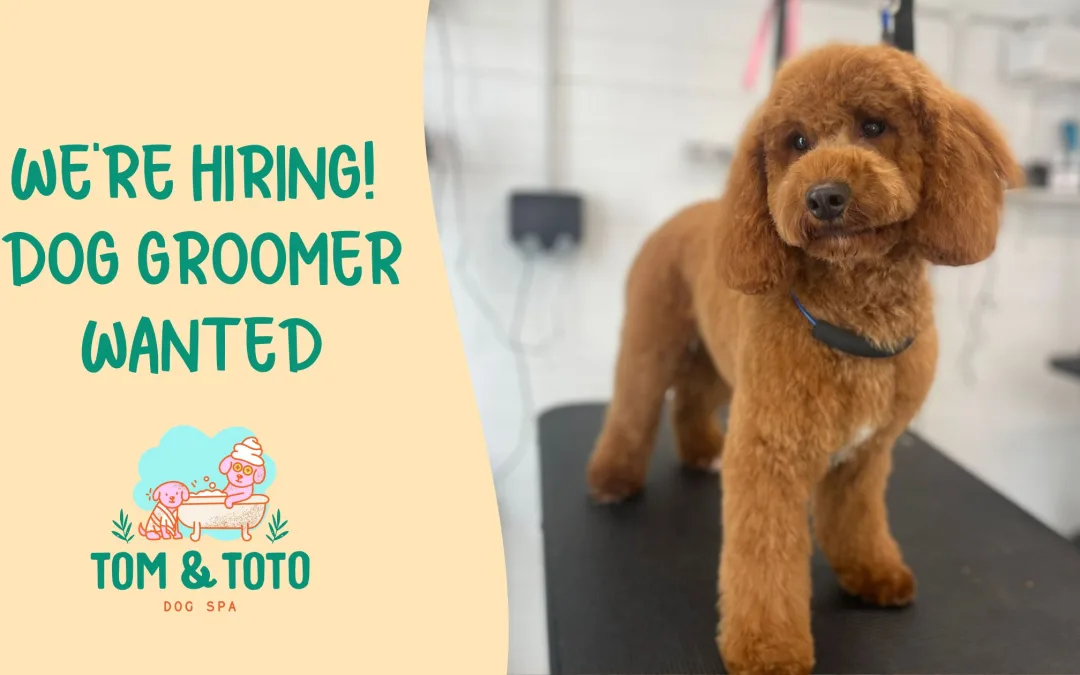 Could You Be Our Next Superstar Dog Groomer?