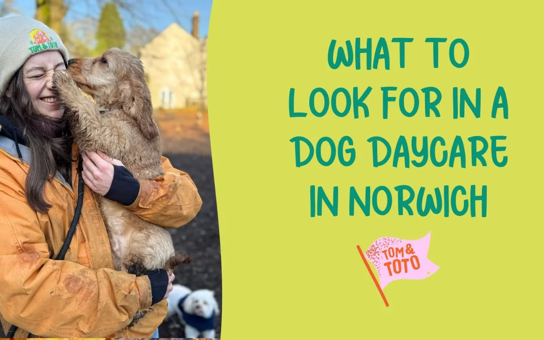 What to Look for in a Dog Daycare in Norwich