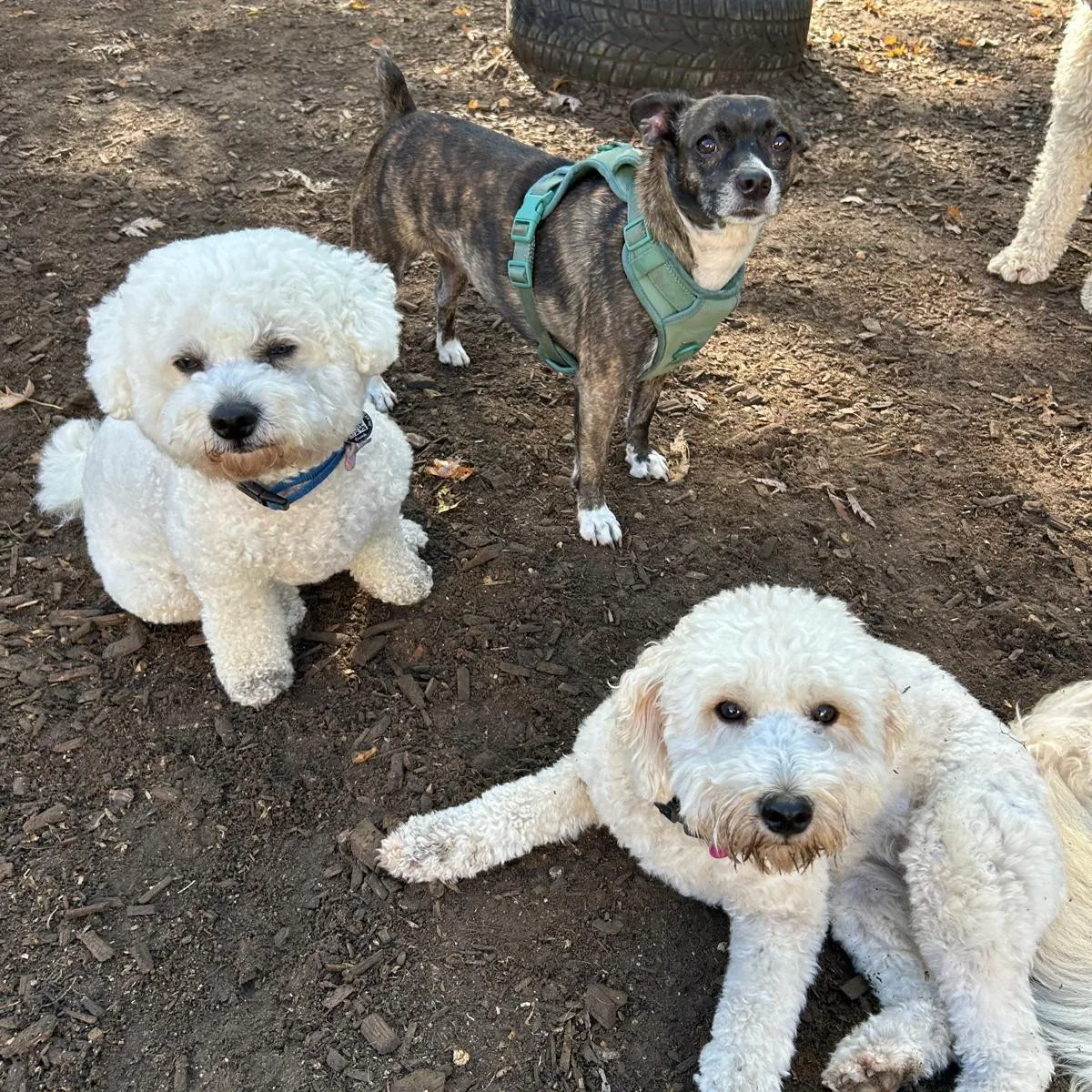dog daycare